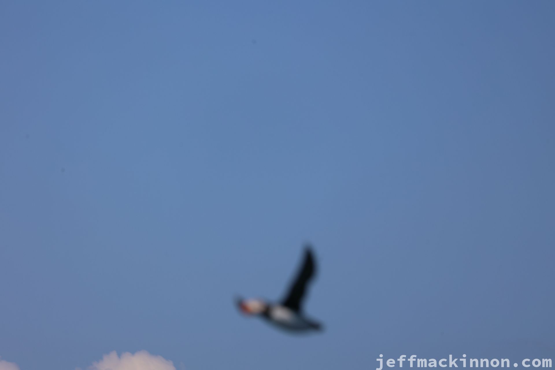 a very blurry picture of a puffin