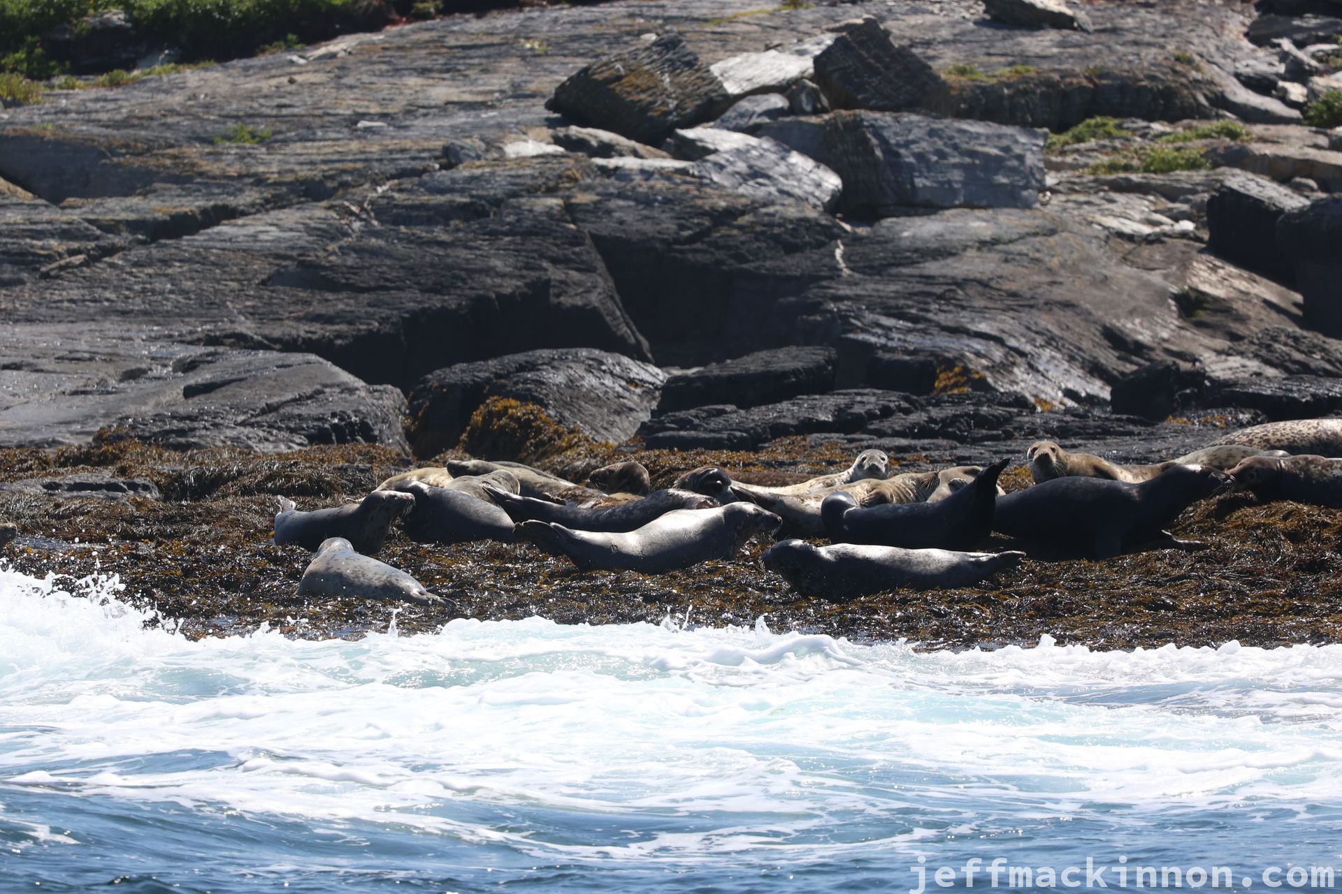 A bunch of seals just shilling