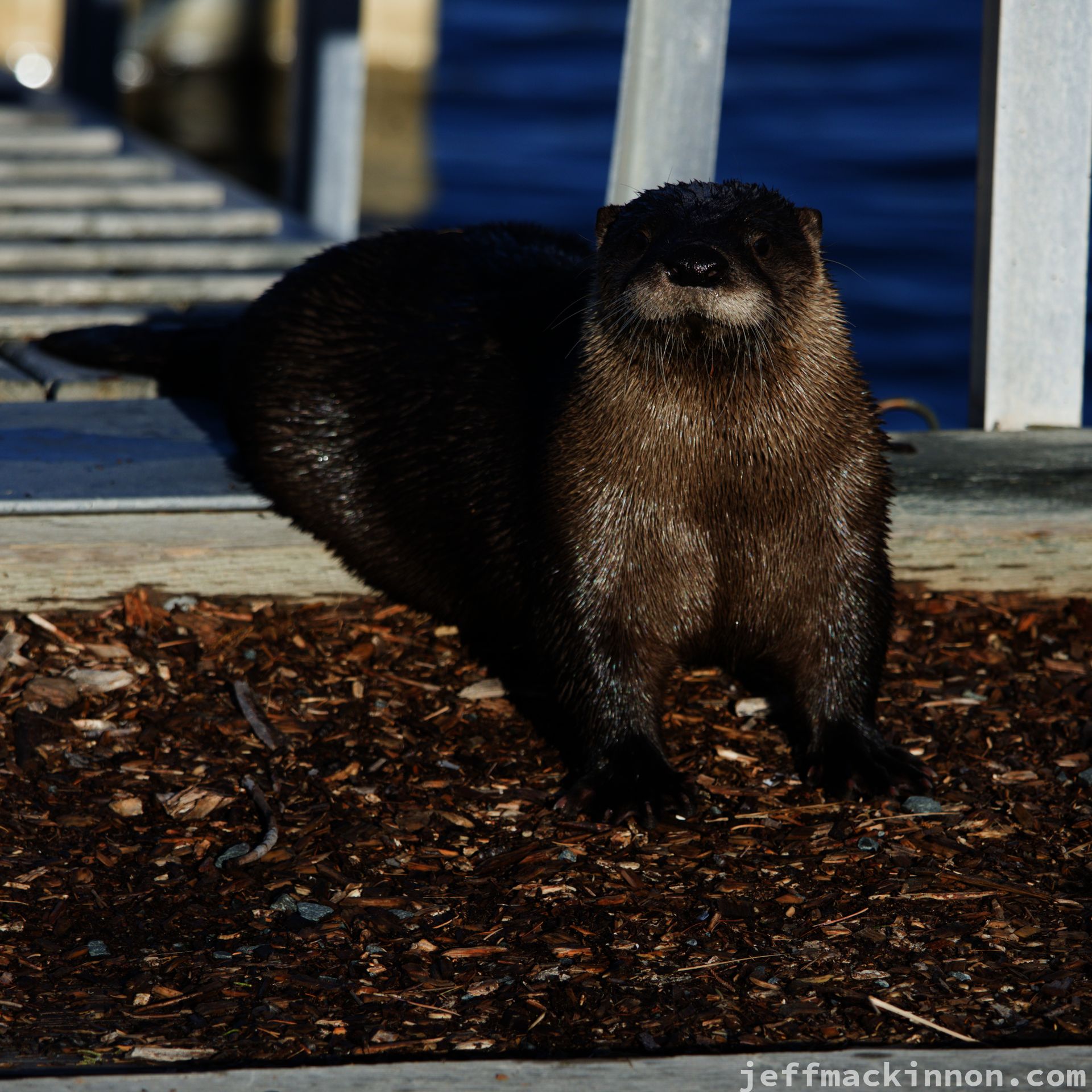 Otter that wants to fight