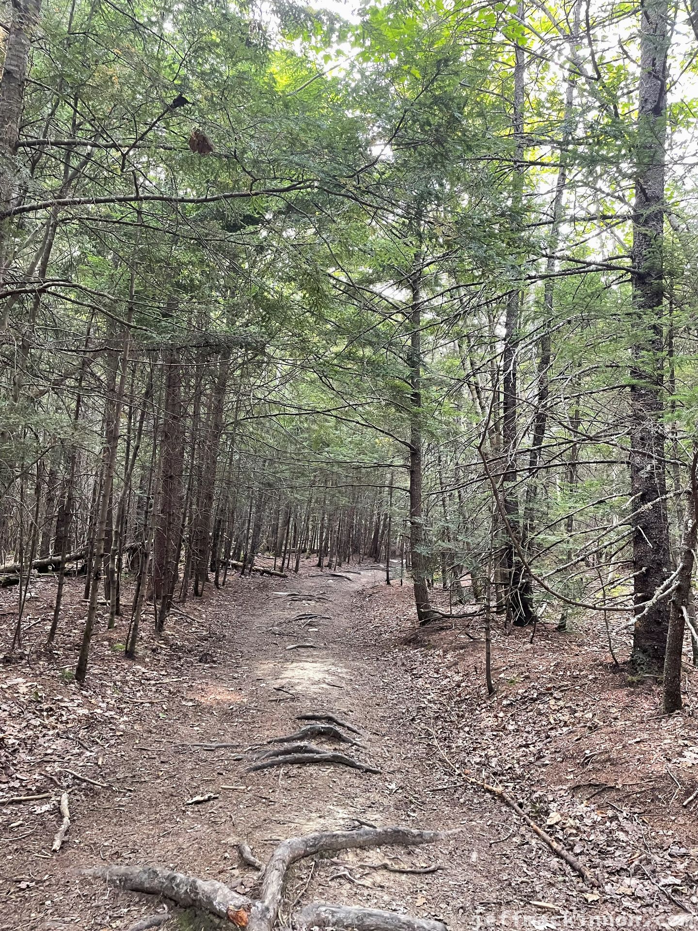 A very dry wooded trail